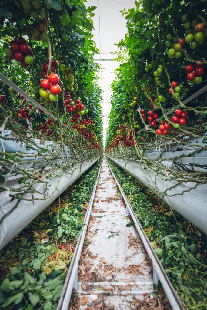 pexels photo 2818573 2818573 Rows of ripe cherry tomatoes growing in a greenhouse, showcasing modern agriculture methods.
