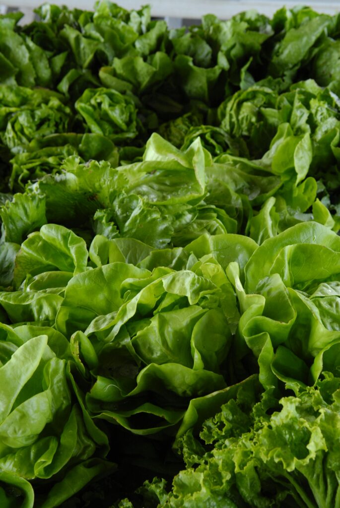 pexels photo 2893639 2893639 A vibrant collection of fresh green lettuce leaves showcasing organic and healthy produce.